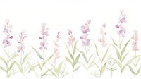 Orchids as divider line watercolour illustration graphics lavender blossom.