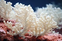 Bleached coral water invertebrate outdoors.