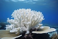 Bleached coral underwater invertebrate outdoors.