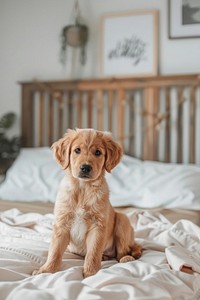 Golden retriever puppy bedroom furniture blanket.