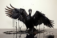 Oil Spills On Birds bird cormorant waterfowl.