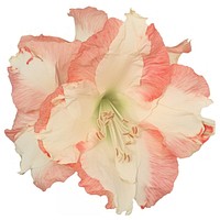 Amaryllis ripped paper amaryllis gladiolus hibiscus.