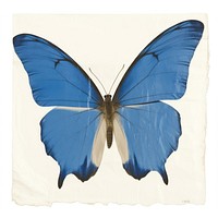 Madagascan butterfly ripped paper invertebrate animal insect.
