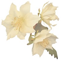 Columbine flower ripped paper daffodil blossom anther.