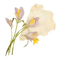 Crocus Sativus ripped paper daffodil blossom flower.