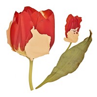 Red tulip ripped paper blossom flower plant.