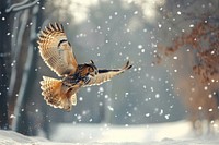 Man take a photo owl snow accipiter outdoors.