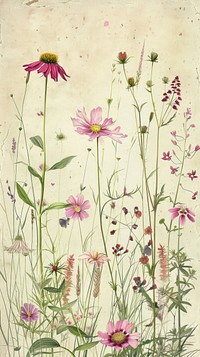 Wallpaper wildflower asteraceae graphics painting.