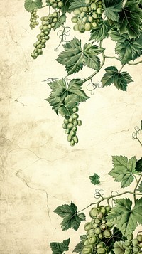 Wallpaper grape vines grapes produce plant.