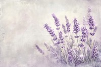 Lavender blossom flower purple.