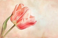 Tulip flower painting blossom plant.