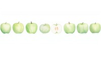 Apples as divider watercolor produce fruit plant.