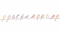 Birds as divider watercolor swallow sparrow animal.