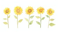 Sunflowers as divider watercolor blossom plant leaf.