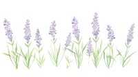Lavender bouquet as divider watercolor blossom flower plant.