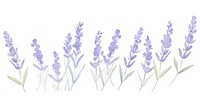 Lavender flower as divider watercolor blossom plant grass.