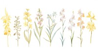 Orchids as divider watercolor daffodil blossom flower.