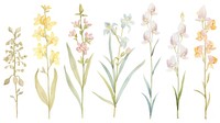 Orchids as divider watercolor daffodil blossom pattern.