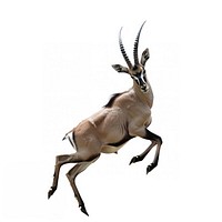 Happy smiling dancing Gemsbok Deer antelope wildlife gazelle.