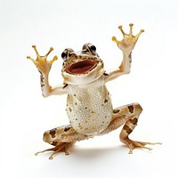 Happy smiling dancing frog amphibian wildlife reptile.
