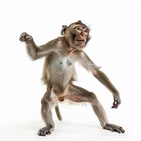 Happy smiling dancing monkey wildlife animal mammal.