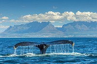 Seascape with blue Whale tail whale outdoors animal.