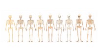 Skeletons as divider watercolor person human head.
