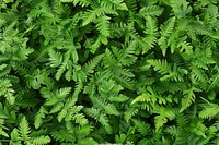 Dryopteris Fern fern vegetation plant.