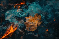 Burning Leaves smoke bonfire plant flame.