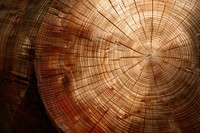 Cedar Wood texture wood lumber.