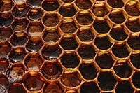 Honeycomb invertebrate corrosion animal.