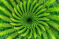 Cyathea Fern fern plant.