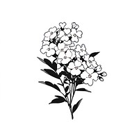 Verbena flower illustrated graphics drawing.