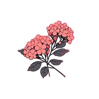 Verbena flower illustrated graphics pattern.