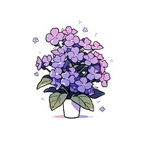 Verbena flower geranium blossom purple.