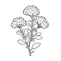 Yarrow flower doodle illustrated drawing.
