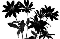 Artificial Flower Bouquet silhouette flower asteraceae.