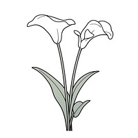Calla Lily flower illustrated blossom drawing.