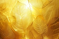 Eastern Redbud leaf texture sunlight plant.