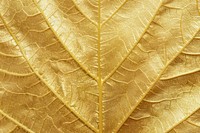 Sugar gum leaf texture plant tree.
