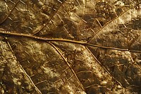 Scarlet oak leaf texture reptile bronze animal.
