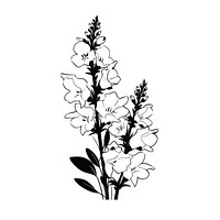 Foxglove flower illustrated blossom drawing.