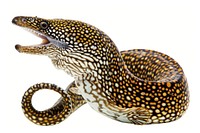 Fimbriated Moray Eel eel reptile animal.