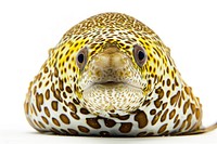 Honeycomb Moray Eel eel animal puffer.