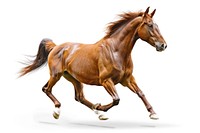 Brown mongolian horse stallion animal mammal.