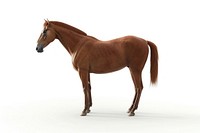 Brown mongolian horse animal mammal colt horse.