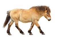 Mongolian horse animal mammal foal.
