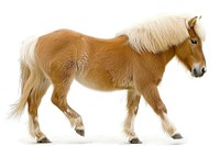 Mongolian horse animal mammal foal.