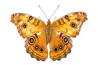 Morpho peleides Butterfly butterfly invertebrate monarch.