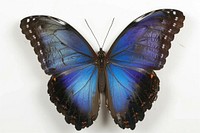 Morpho peleides Butterfly butterfly invertebrate appliance.